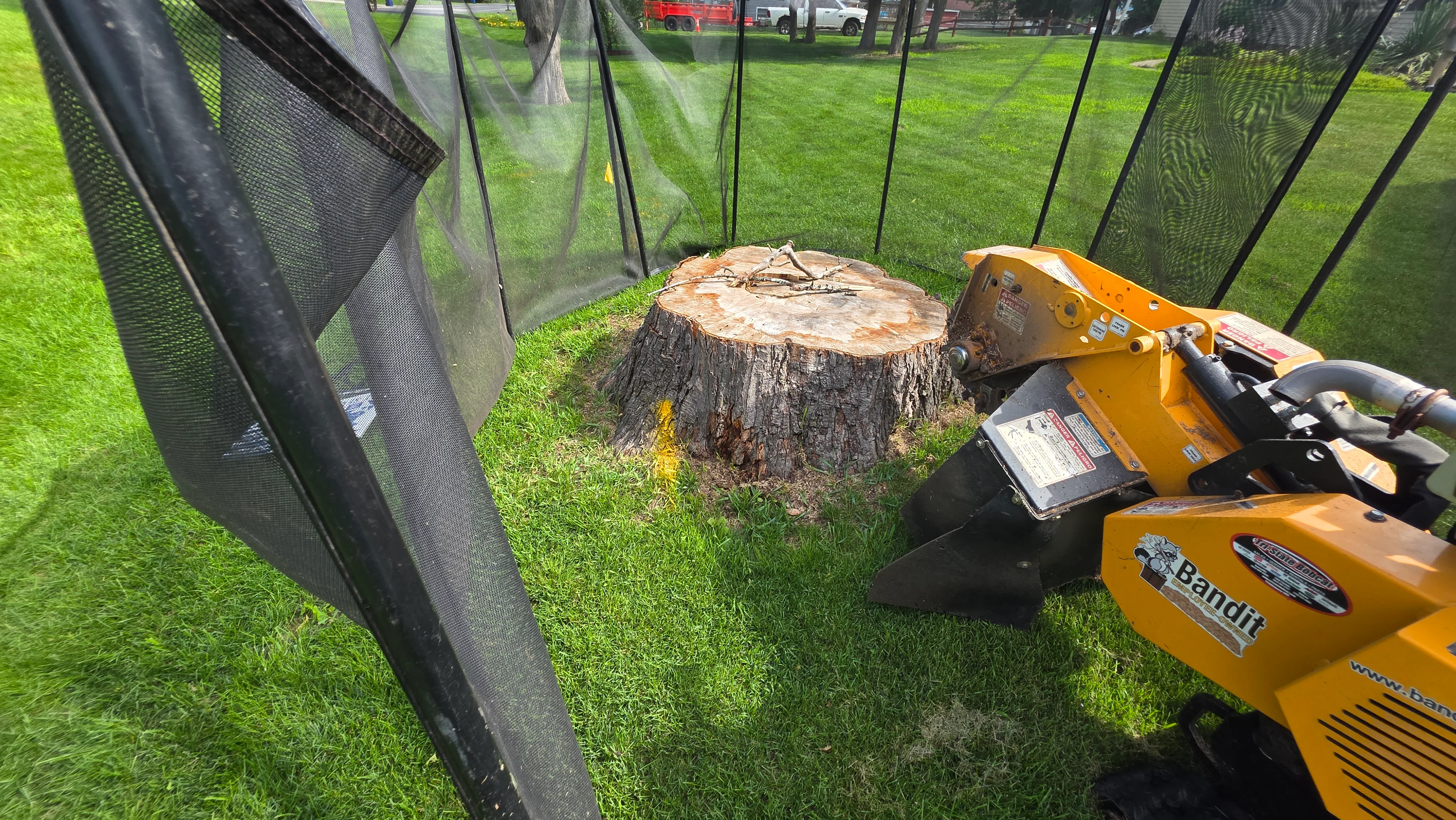 Bandit stump grinder removing large tree stump from residential lawn