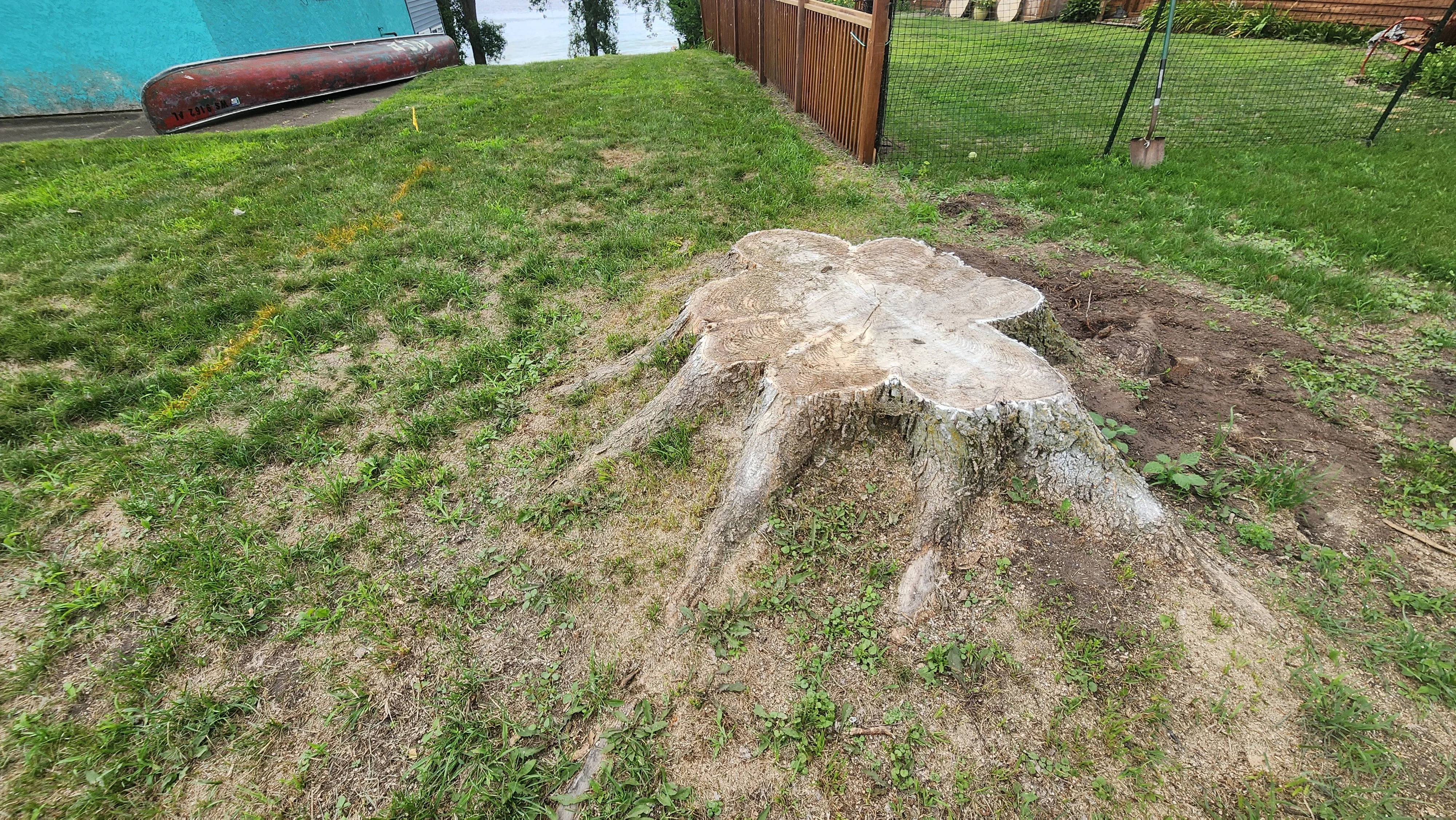 Large tree stump removed from yard with cleared soil and grass surrounding area