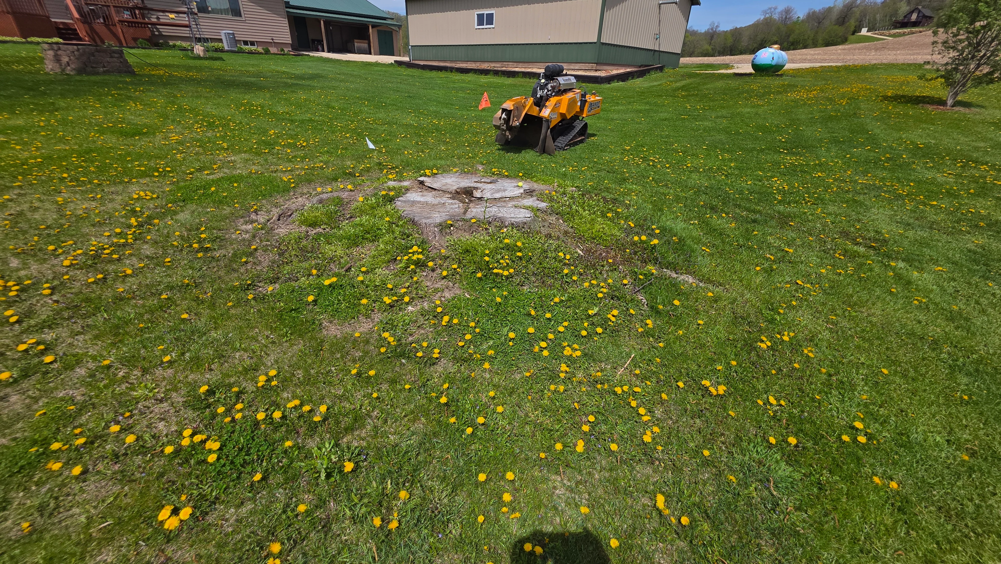 Cleared stump removal site on residential lawn with equipment present