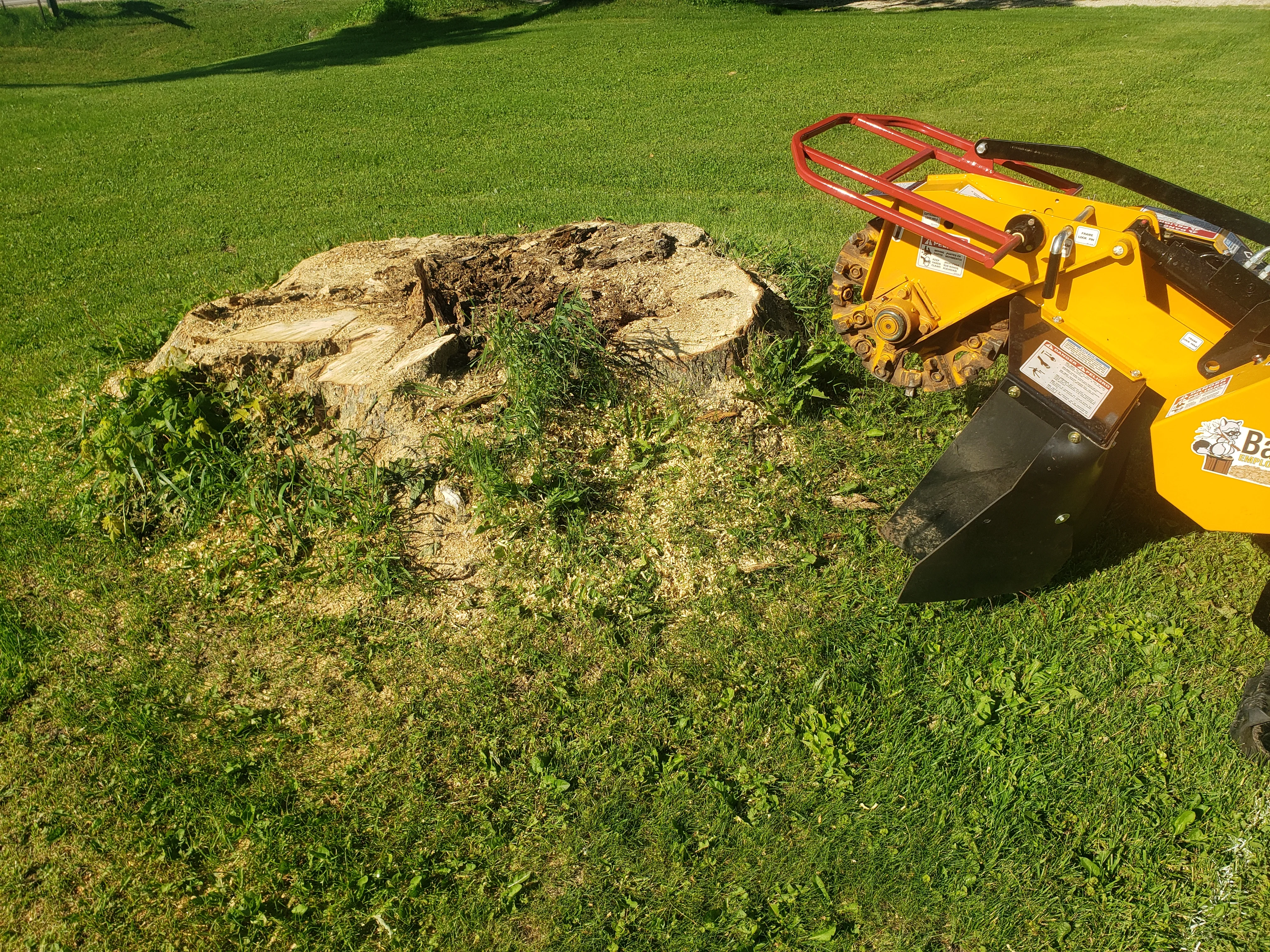 Yellow stump grinder with red frame removing tree stump from grass lawn