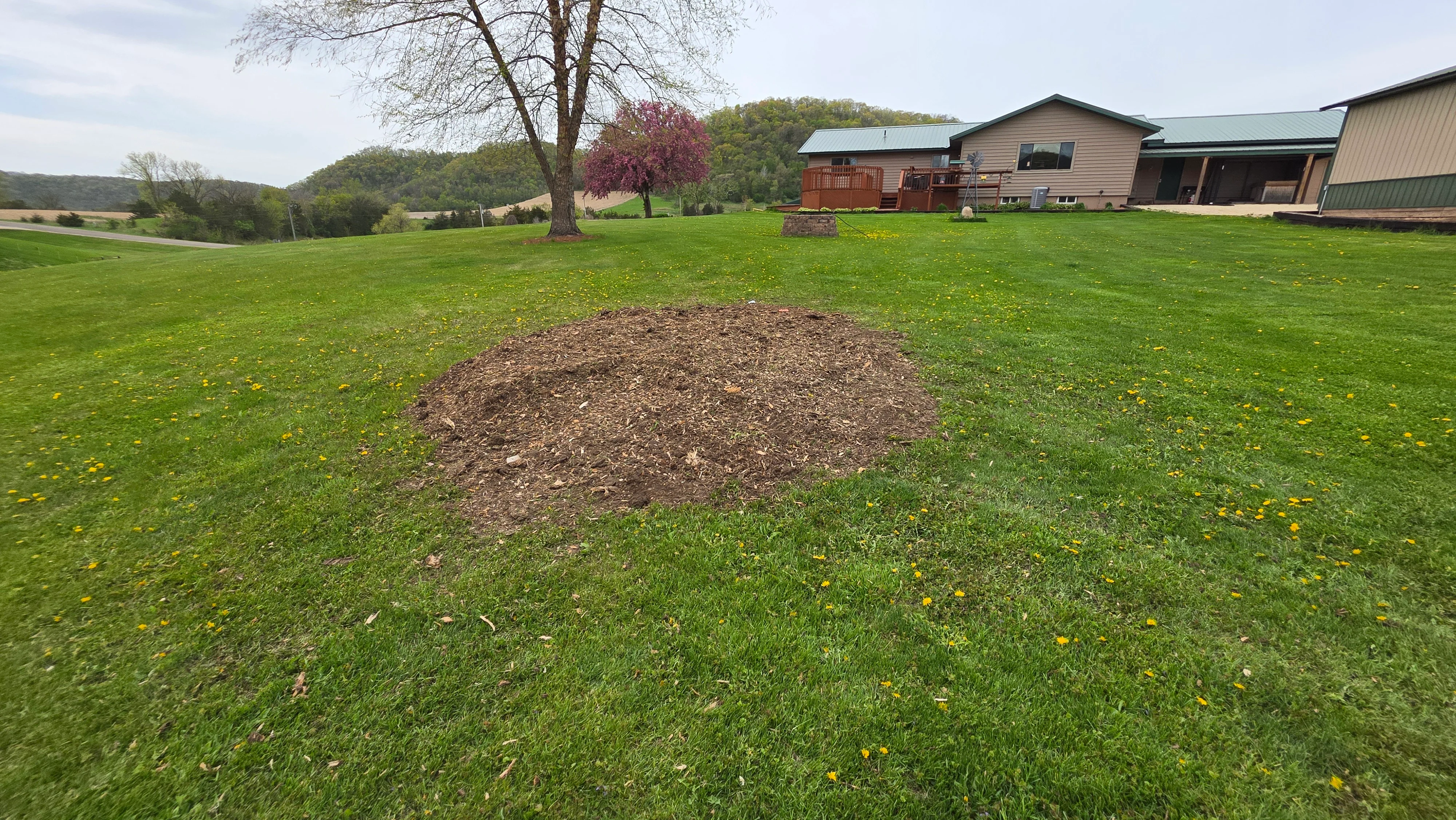 Tree stump removal with wood chips spread on lawn, residential property with buildings in background
