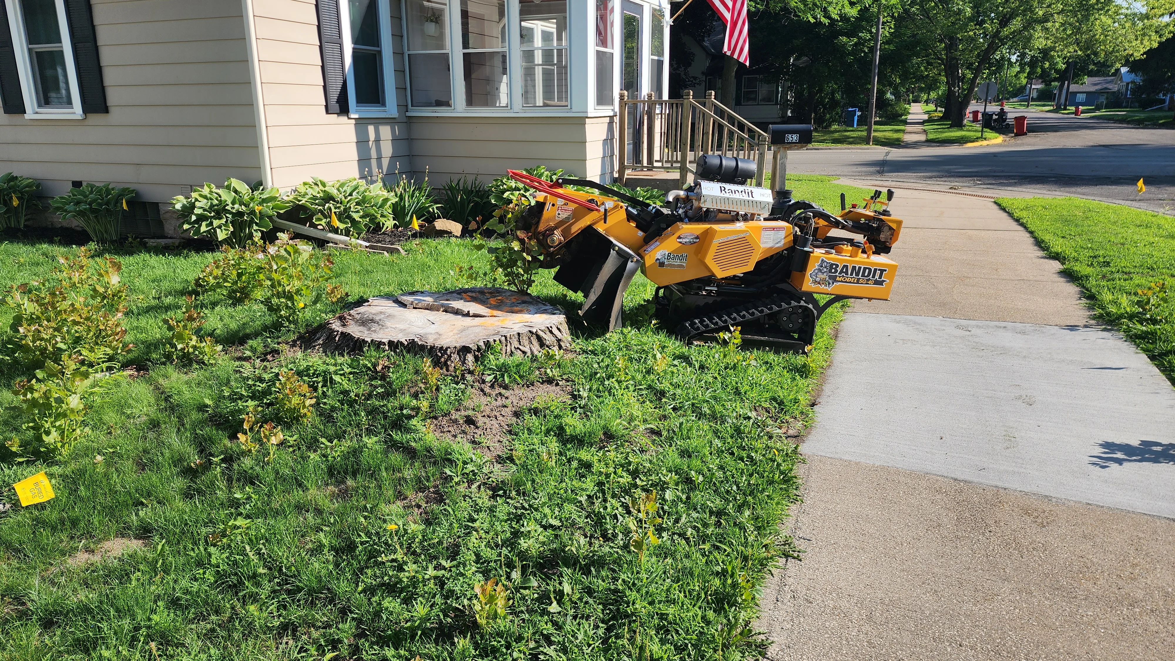 Bandit stump grinder removing large tree stump from residential yard with concrete sidewalk