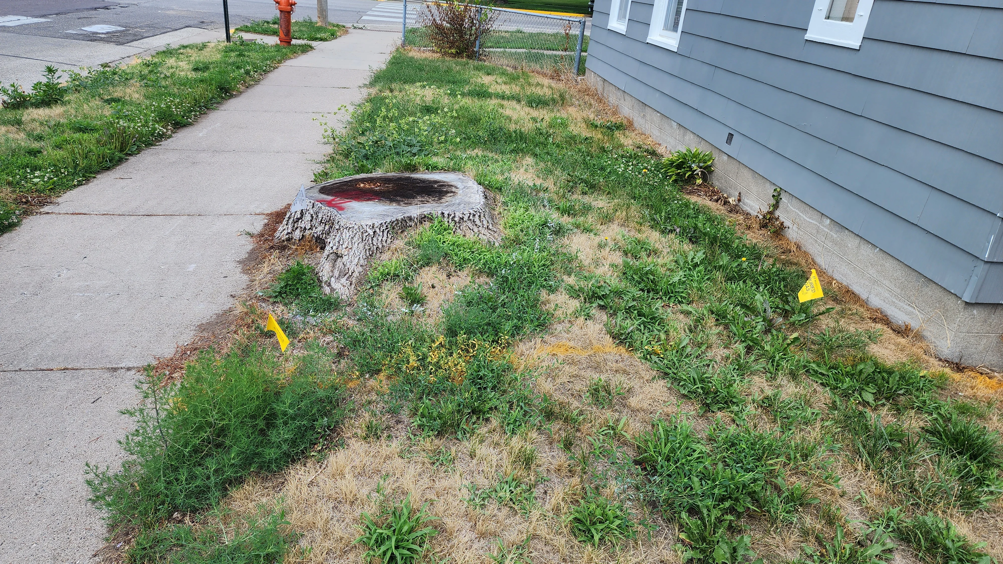 Large tree stump removed from residential yard with utility flags marking work area
