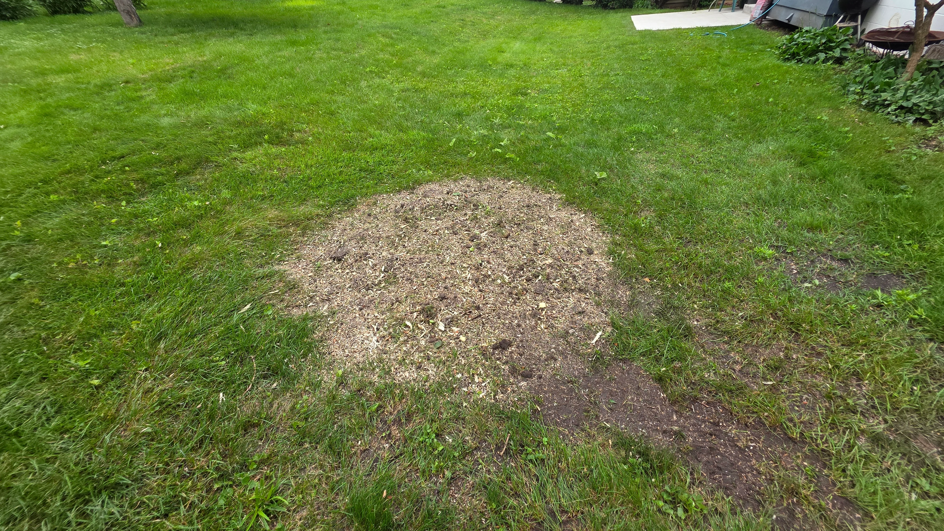 Freshly ground stump area with wood chips and exposed soil surrounded by healthy green lawn